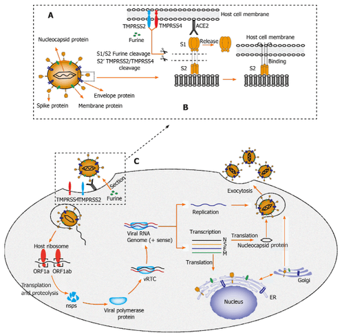 Hình 2. Sơ đồ cấu trúc đề xuất của coronavirus hội chứng hô hấp cấp tính nặng 2 và vòng đời của nó trong tế bào vật chủ
