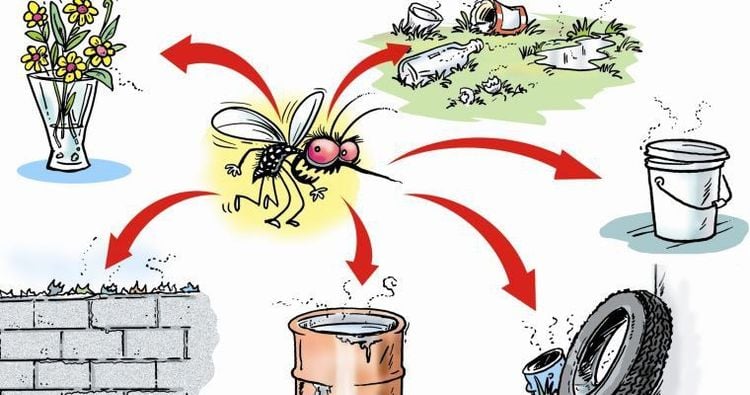 Những nơi muỗi truyền bệnh sốt xuất huyết sống