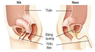 Hình ảnh niệu đạo ở nam giới và nữ giới
